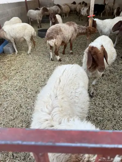 للبيع غنم نعيم العدد 49 0