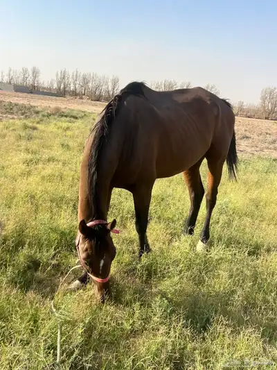 حصان إنجليزي عمره 5 سنوت 0
