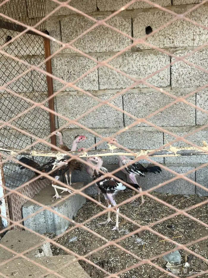 دجاج شام للبيع 2
