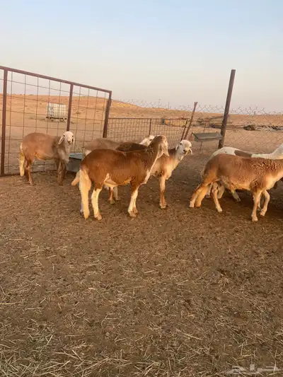 ذبائح سواكن مرابي جذعان 6