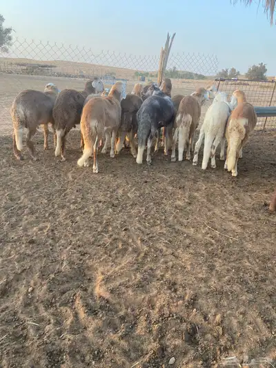 ذبائح سواكن مرابي جذعان 2