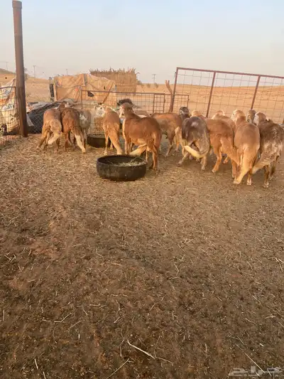 ذبائح سواكن مرابي جذعان 3