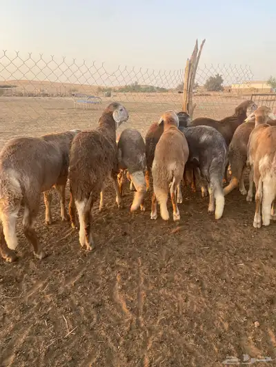 ذبائح سواكن مرابي جذعان 1