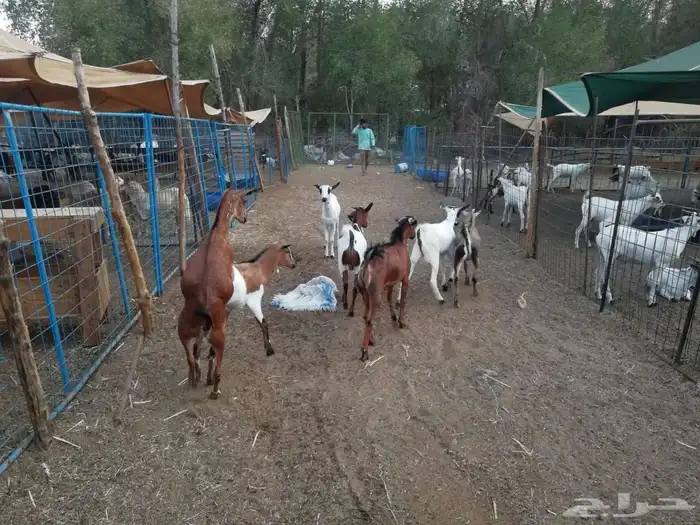 اعرض لكم تيوس يمنيه سمان فل شحم من 950 1