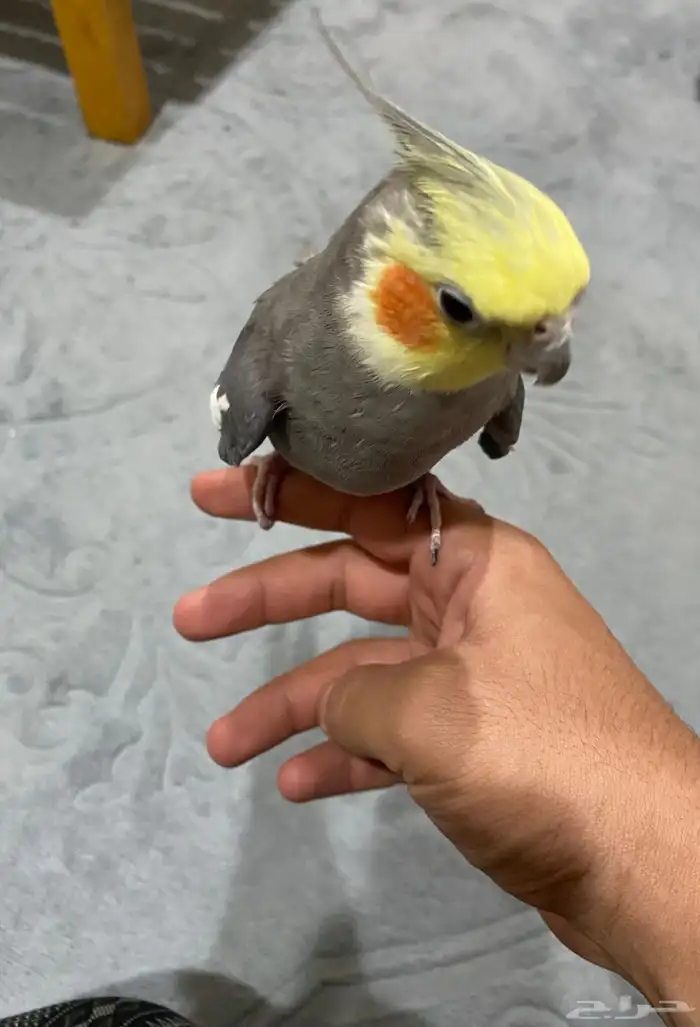 للبيع طير كروان 0