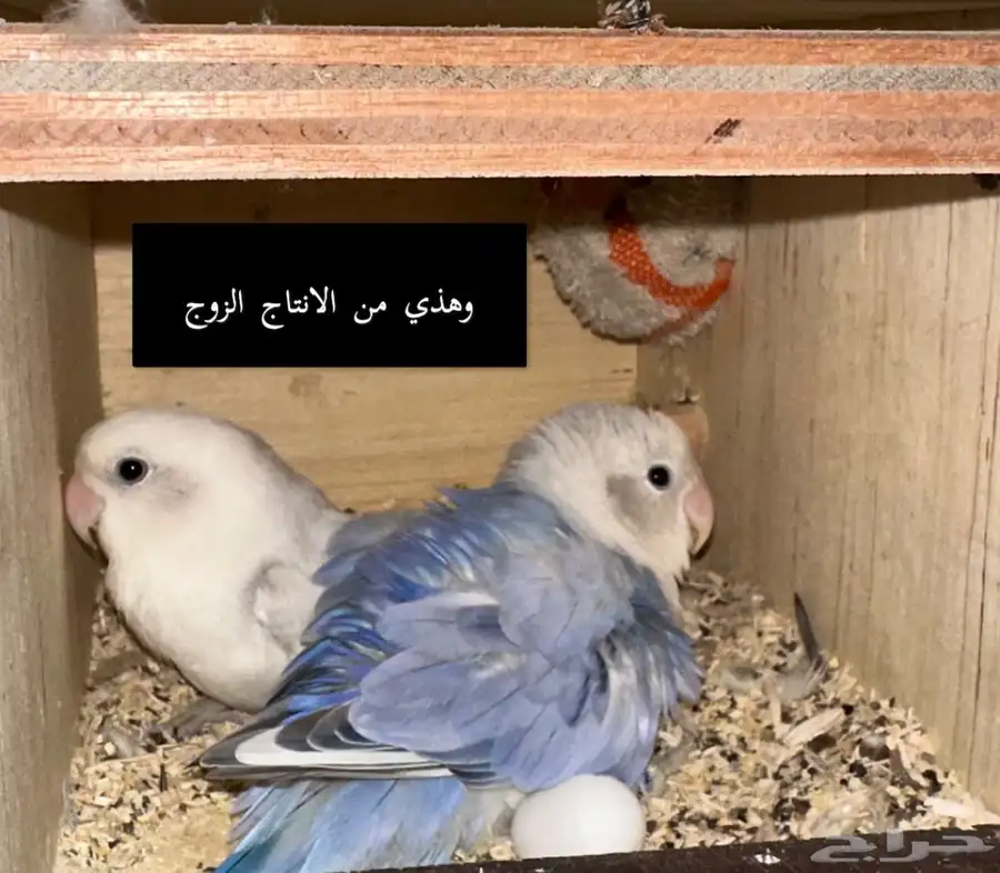 طيور الروز index