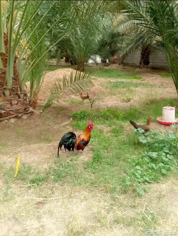 مطلوب ديك نفس الي في الصوره 0