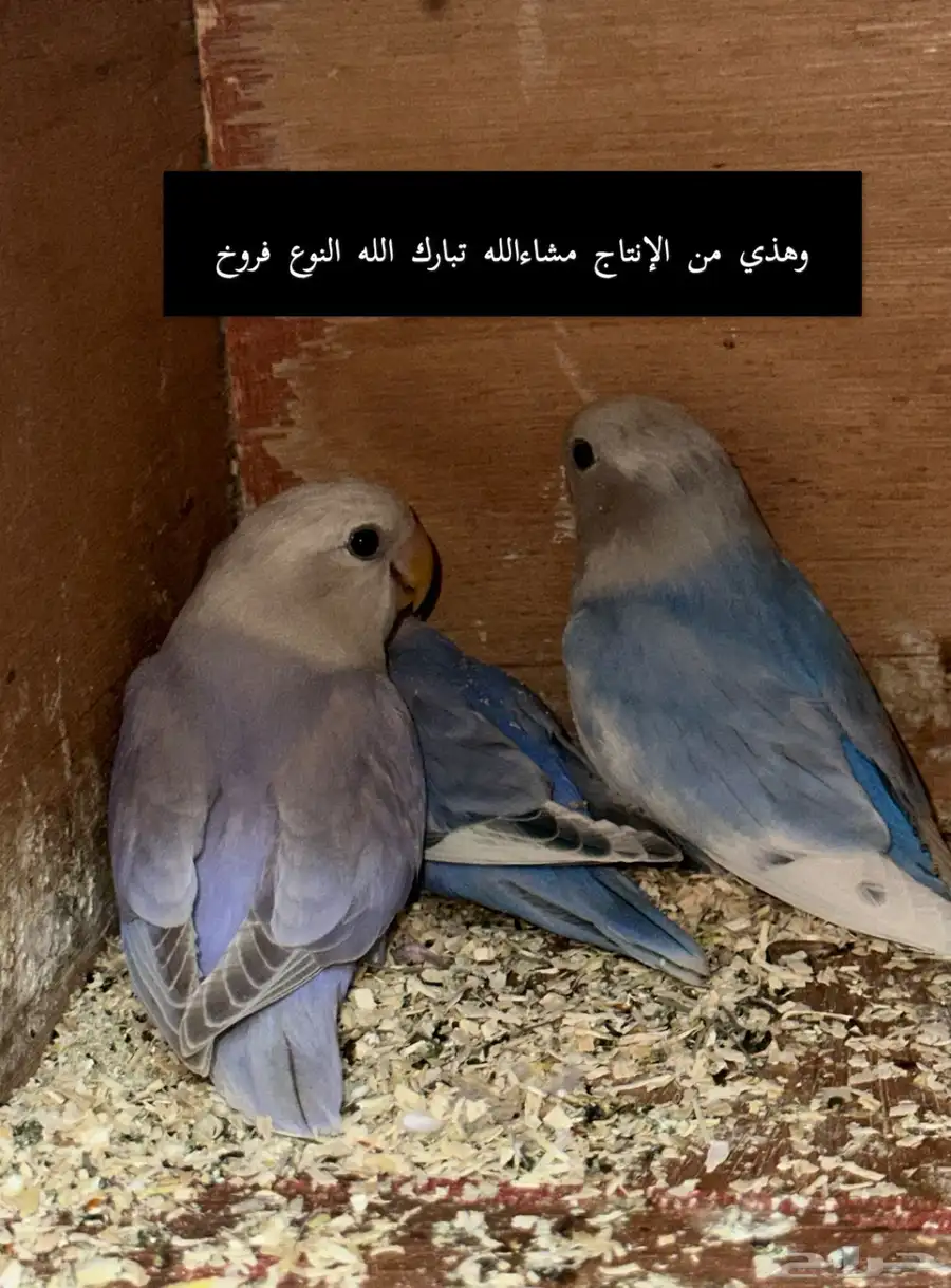 طيور الروز index