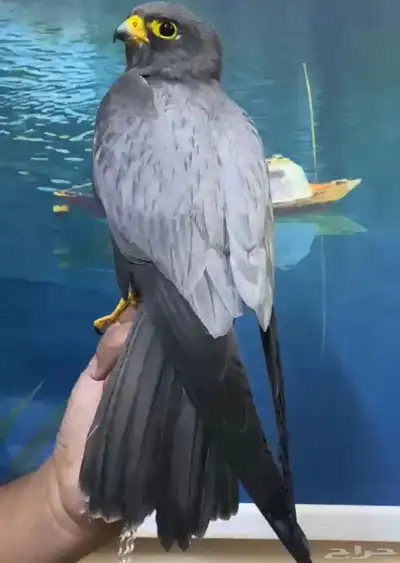 بكه جليميه 2