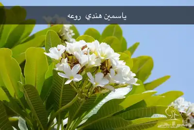 نجيل طببعي واشجار زينه وفاكهه 14
