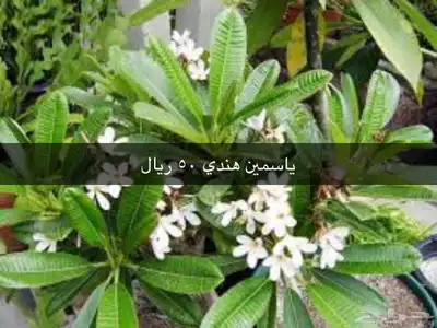 نجيل طببعي واشجار زينه وفاكهه 13