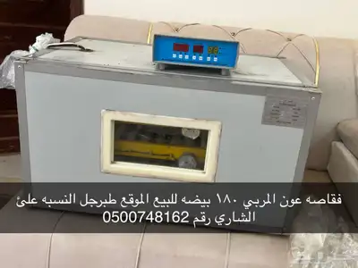 فقاصه 180 بيضه عون المربي 0