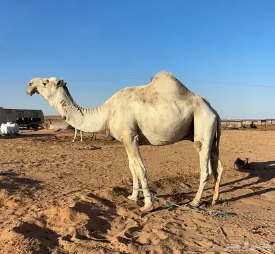 جمل اوضح 1