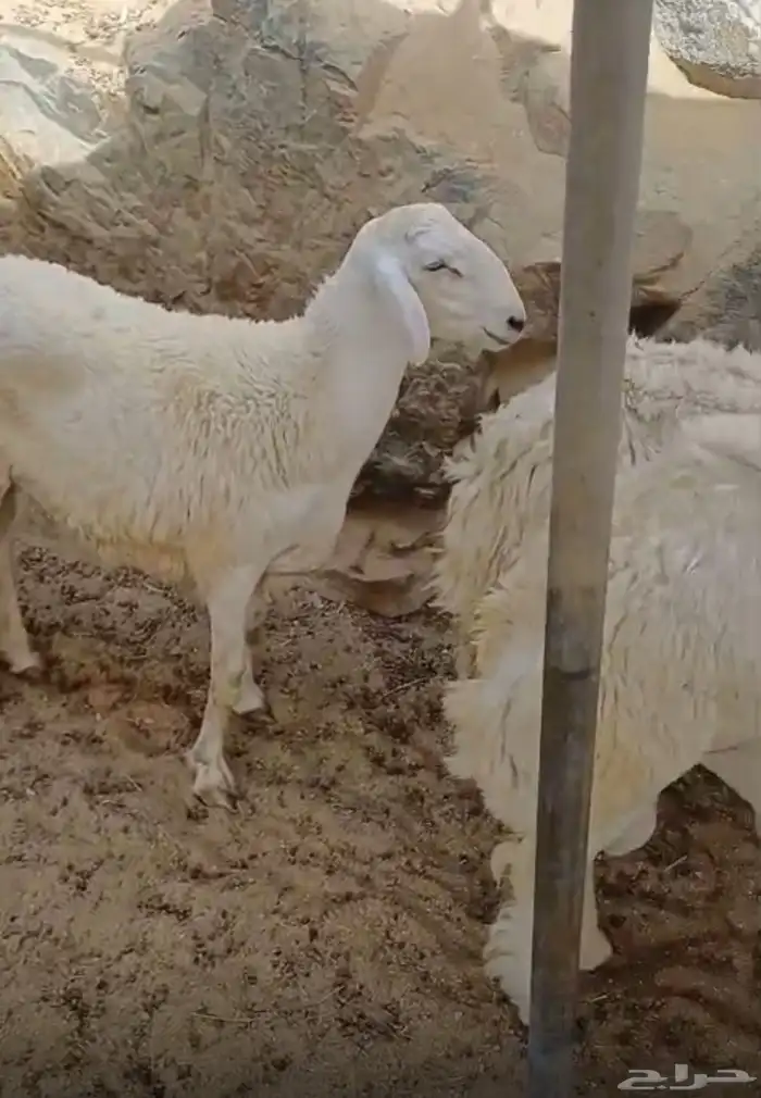 طليان جبره حقت ضيوف او ثلاجه 1