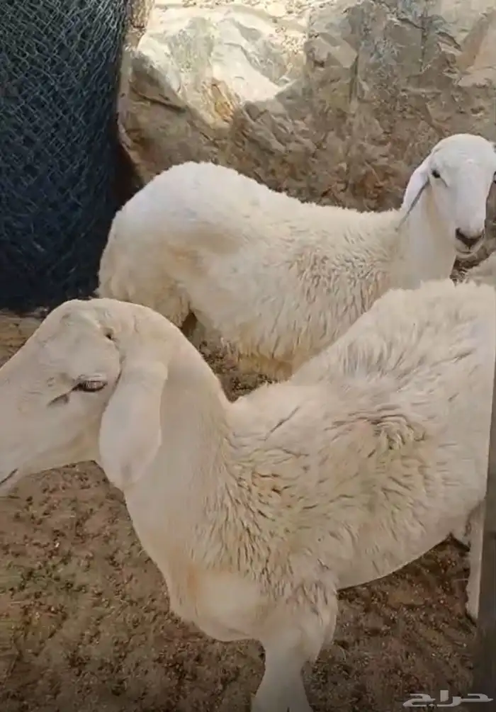 طليان جبره حقت ضيوف او ثلاجه 0