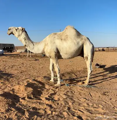 جمل اوضح 0