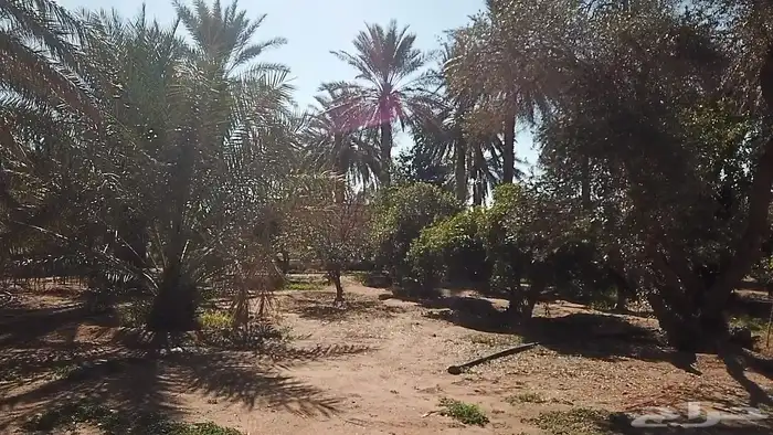 مزرعة للبيع غرب جبل الحويض 4