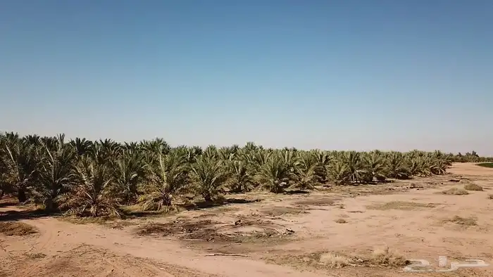 مزرعة للبيع غرب جبل الحويض 1