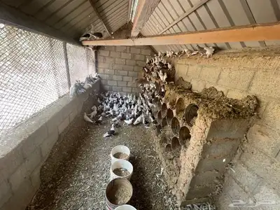 حمام للبيع جملة الضبيعة الخرج 2