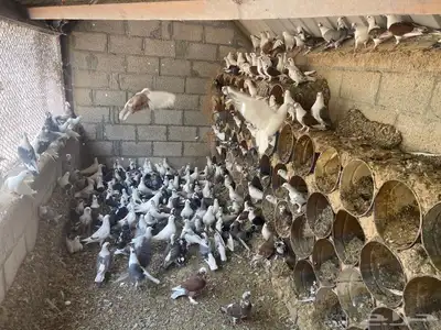 حمام للبيع جملة الضبيعة الخرج 0