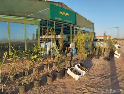 نجيل طببعي واشجار زينه وفاكهه 12