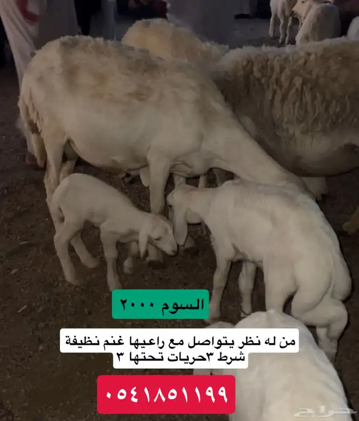 للبيع ثلاث خلفات حريات نظيفه تامه 0