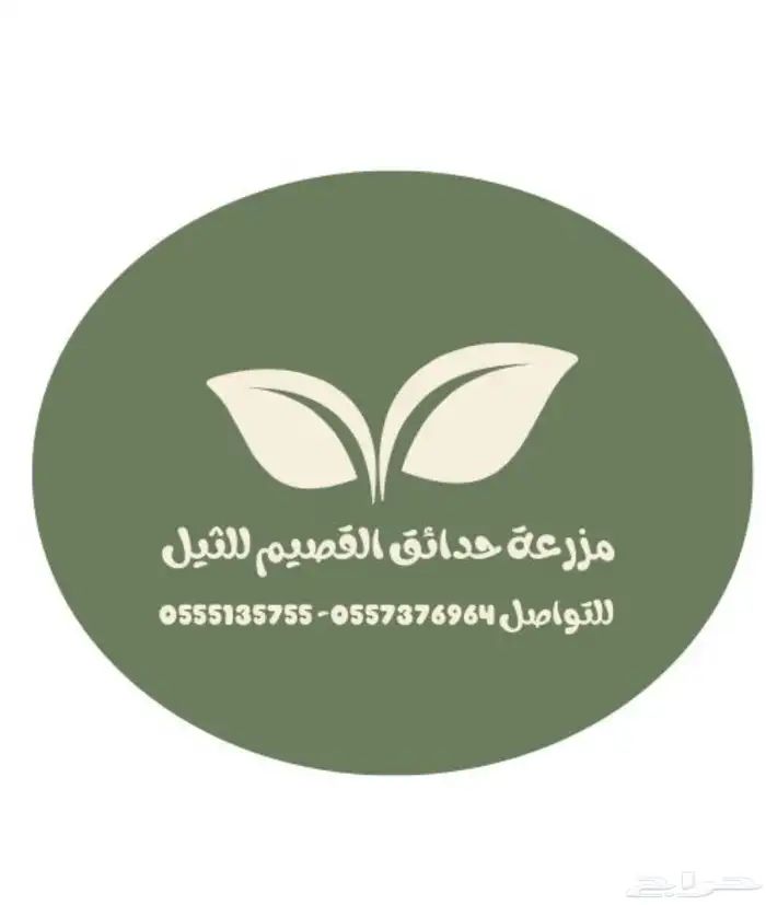 ثيل الخرج في بريده 4