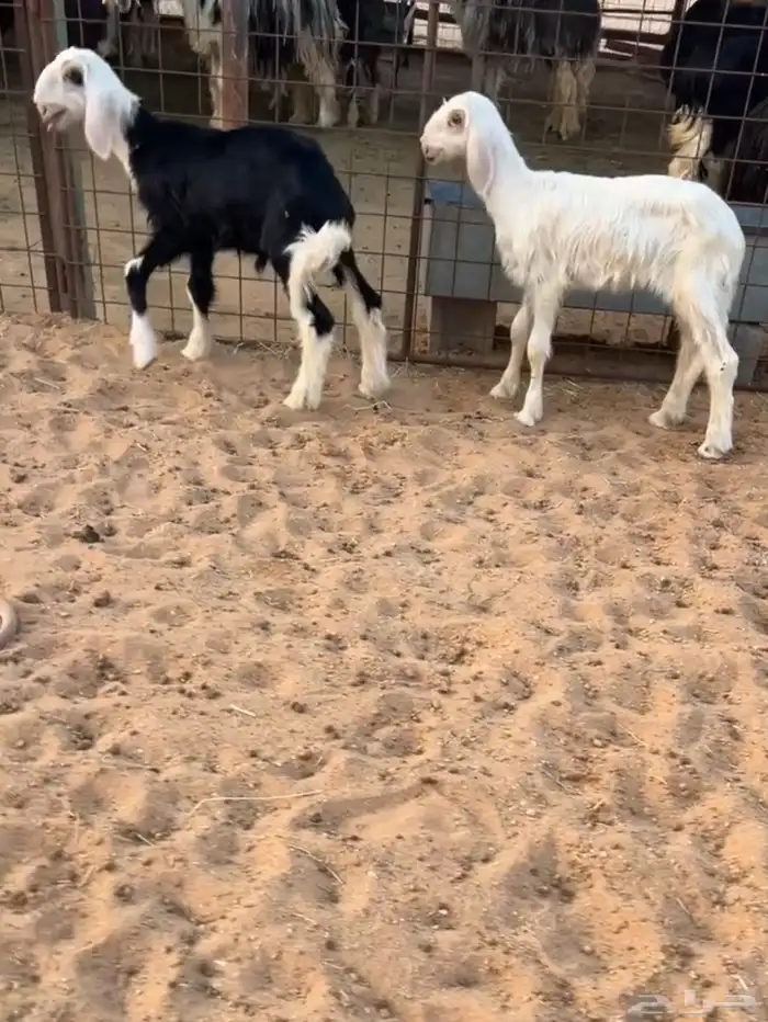 شياه عيسيات صنف 1