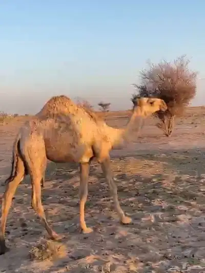 بكره تماميه مفروده كفو للبيع 0