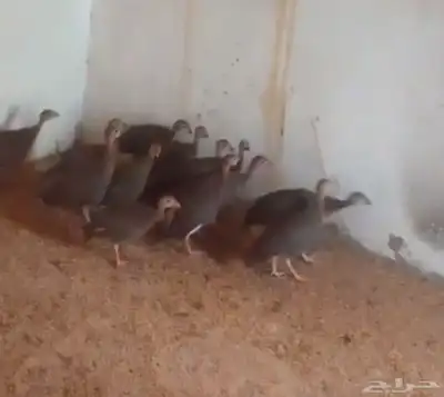 دجاج حبشي 0