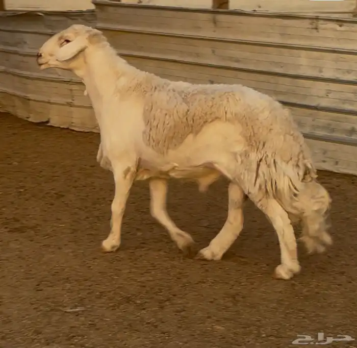 فحل حري مشروط (تم البيع) 0