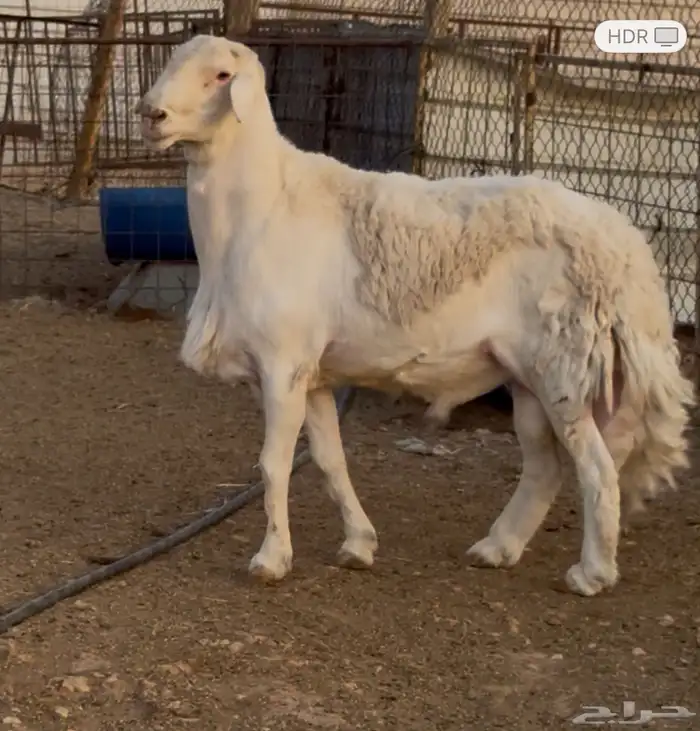 فحل حري مشروط (تم البيع) 1