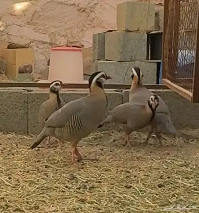 حجل العربي او القهد 0