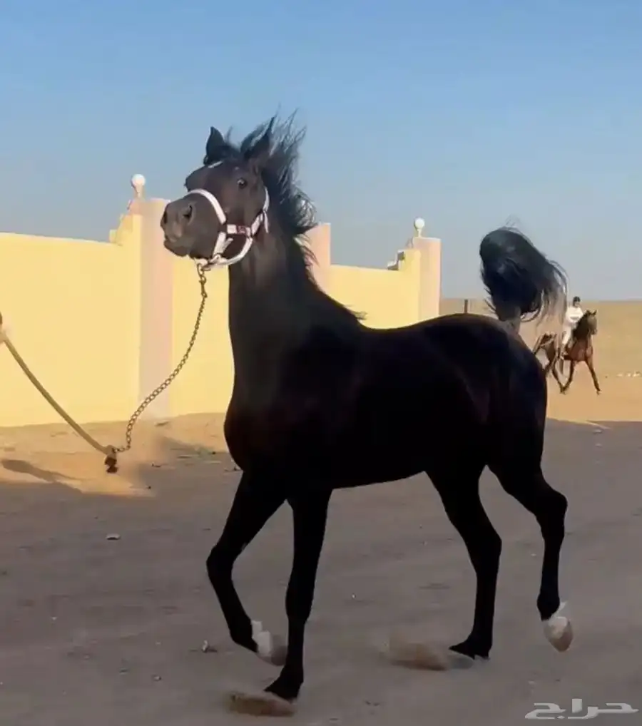 مهره شعبيه دهماء معسوفه مركوبه index