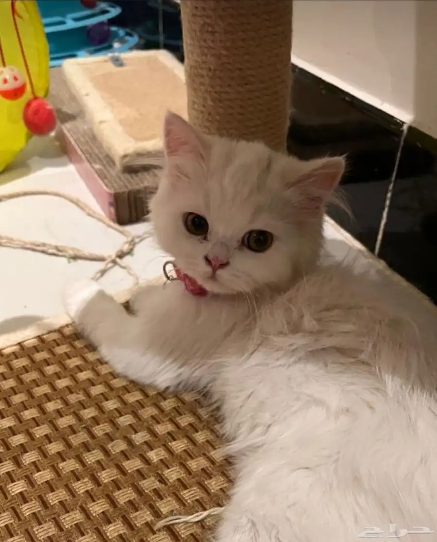 قط شيرازي للبيع 0