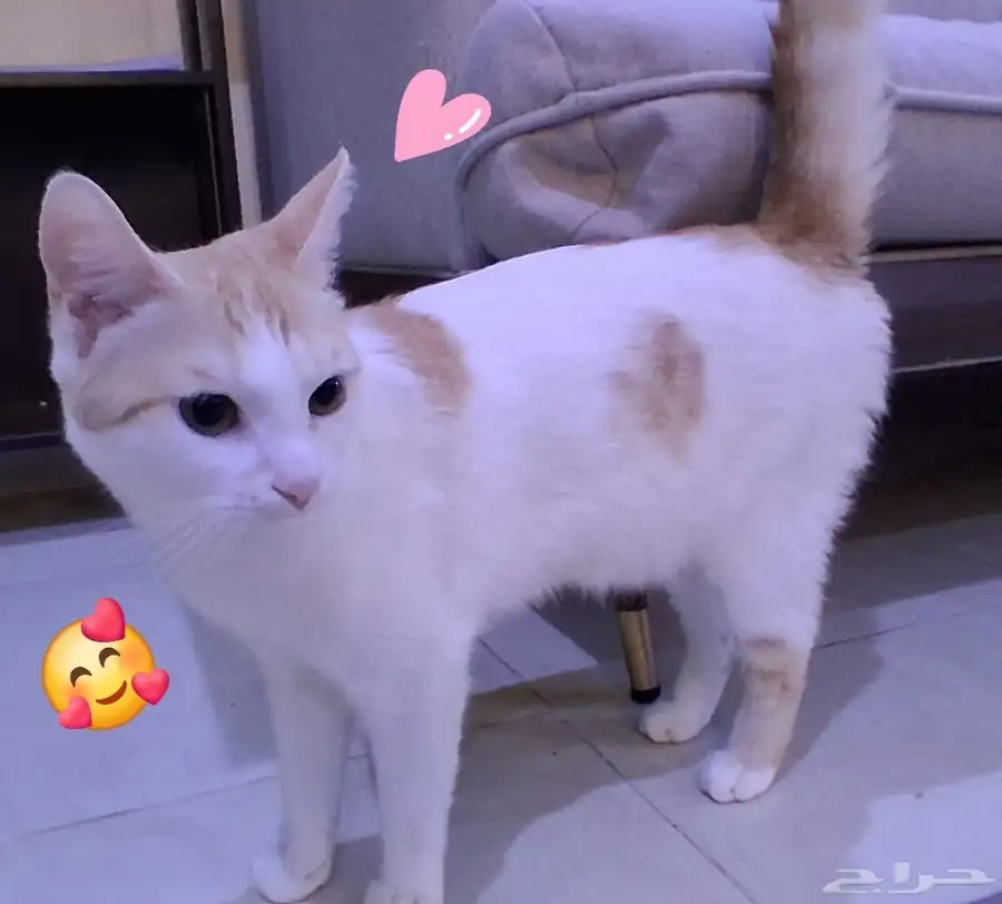 جدة طيبة 0