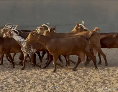 معزا حنوبيات دهم طيبه دفيع وحليب العدد 10 بالفحل 5