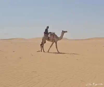 ركبي 0