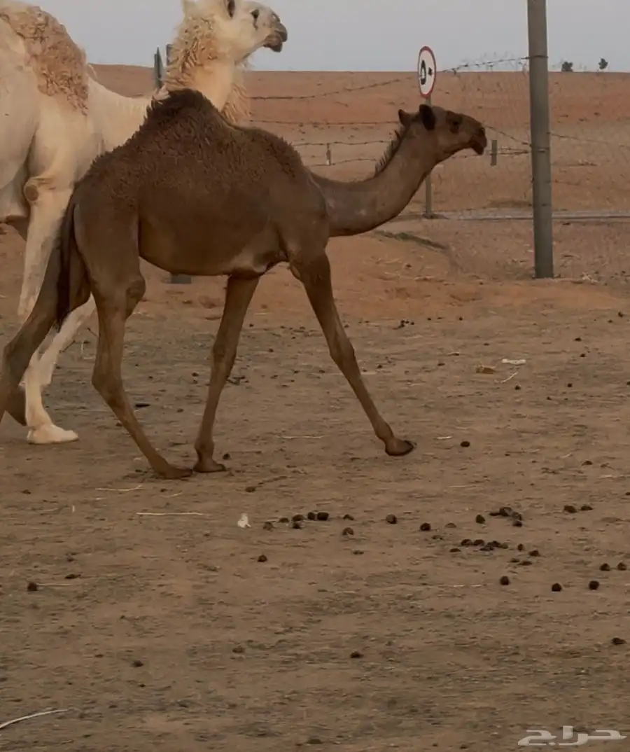 شقحا رمانية حدرها بكرة 0