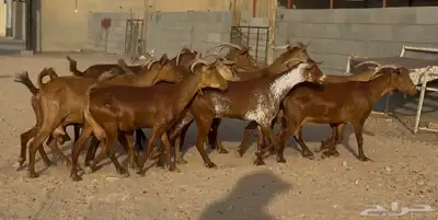 معزا حنوبيات دهم طيبه دفيع وحليب العدد 10 بالفحل 2