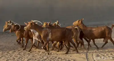معزا حنوبيات دهم طيبه دفيع وحليب العدد 10 بالفحل 3
