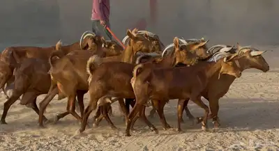 معزا حنوبيات دهم طيبه دفيع وحليب العدد 10 بالفحل 0