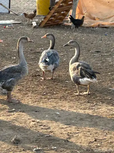 وز بلدي اقبل البدل 1