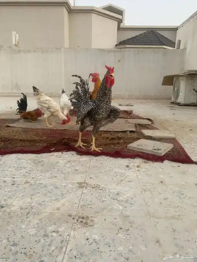 دجاج تركي لوهمان للبيع العدد28 4