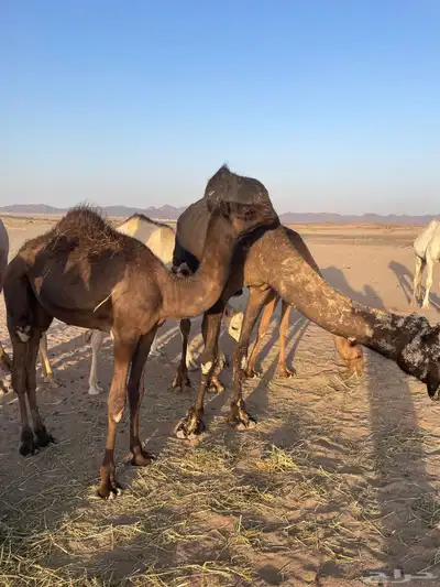 خلفه البيع 5