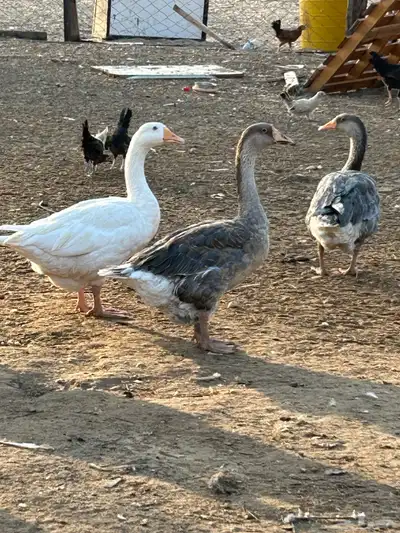 وز بلدي اقبل البدل 0