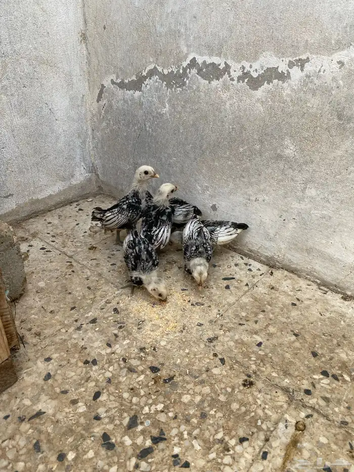 صوص سبرايت تم البيع 0