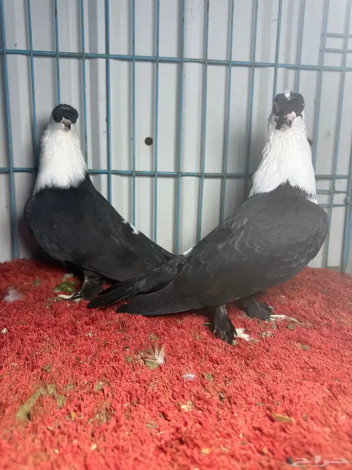 زوج شخشرلي لبناني 2