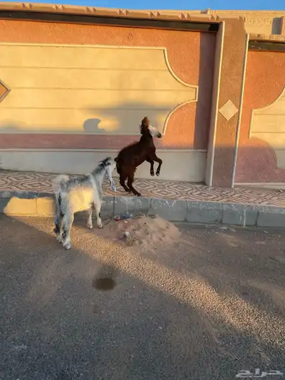تيوس للبيع 1