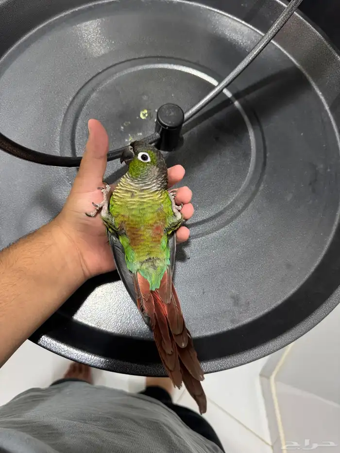 كنيور قرين شيك اليف ومتكلم ولعوب 8